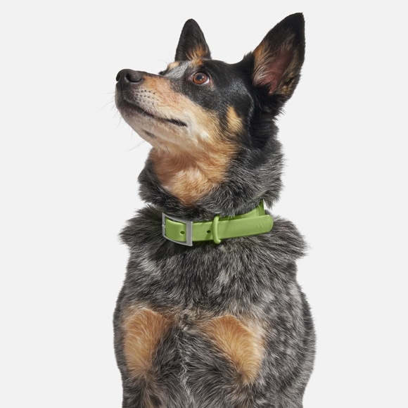 Wild One Collar - Moss - Small - Picture 2 of 8